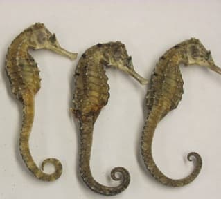 Dried sea horse for sale